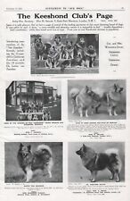 1934 vintage keeshond for sale  COLEFORD