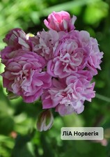 Pelargonium lia norway for sale Pelargonium lia norway for sale  WINSCOMBE