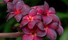Rare plumeria black for sale  New York