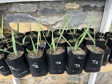 Sabal tamaulipas gallon for sale  Clarksville