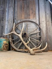 Elk antler naturally for sale  Dubois