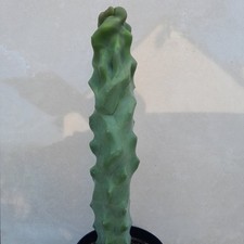 Pachycereus lophocereus schott d'occasion  Loches