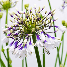 Agapanthus fireworks african for sale  UK