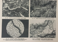 Estampa antiga – Anfíbios: sapo, sapo, cobra, verme lento – Natureza – 1931 comprar usado  Enviando para Brazil