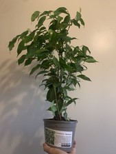Ficus benjamina weeping for sale  PLYMOUTH