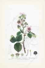 Common blackberry antique for sale  HASLEMERE