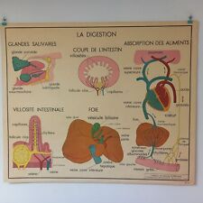 Affiche pédagogique scolaire d'occasion  Canohès