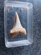 Shark tooth carcharodon d'occasion  Valence