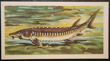 Sturgeon fish vintage for sale  DERBY