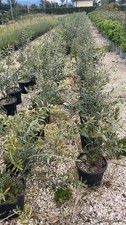 Ulivo cipressino medio usato  Pontinia