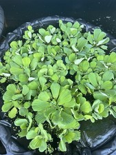 Water lettuce plants for sale  Staten Island