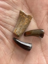fossil teeth for sale  STALYBRIDGE