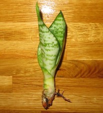 Sansevieria trifasciata hahnii for sale  NORWICH