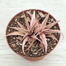 Live house plant for sale  San Jose