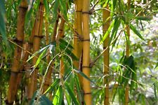 Male bamboo seeds for sale  WALLASEY