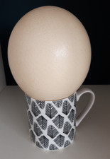 Blown ostrich egg for sale  BOURNEMOUTH