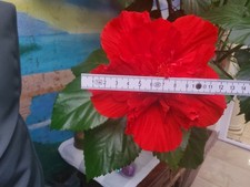 Hibiscus medusa rarität gebraucht kaufen  Deutschland