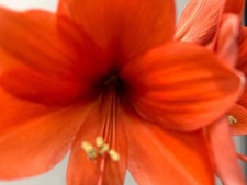 naranja agria for sale  Houma