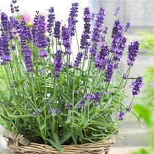 Lavender angustifolia herb for sale  GLASGOW