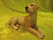 Labrador castagna 1989 gebraucht kaufen  Weimar