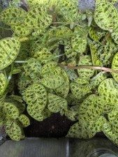 Macodes petola lightning for sale  NORWICH