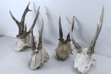 Roe deer skulls for sale  UTTOXETER