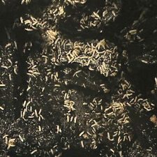 Springtails charcoal culture for sale  Cary