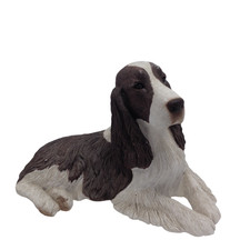 Sandicast springer spaniel for sale  RUGBY