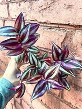 Tradescantia purple passion gebraucht kaufen  Parey