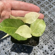 Zamioculcas zamiifolia wild for sale  USA