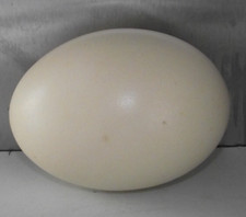 14cm 10cm rhea for sale  LINCOLN