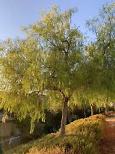 Schinus molle american for sale  Trabuco Canyon