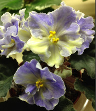 African violet leaves for sale  Apopka