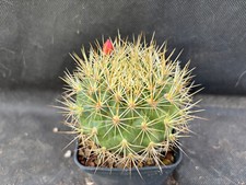 Matucana weberbaueri cactus usato  Massafra