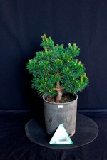 Japanese white pine for sale  Lakewood
