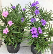 Dwarf ruellia petunia for sale  USA