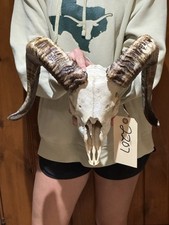 rams horn for sale  Harper