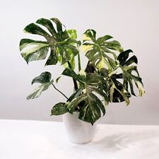 Variegated monstera deliciosa for sale  SOUTHAMPTON