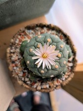 Astrophytum gymnocalcium koehr for sale  BRISTOL