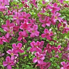 Clematis mink bright for sale  Wadsworth