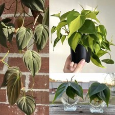 Philodendron combo cuttings for sale  Bethlehem