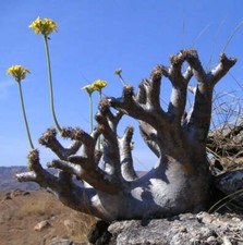 Pachypodium densiflorum seeds usato  Napoli