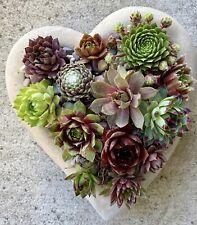 Best deal sempervivum for sale  Cotati