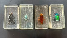 Real life bugs for sale  WALSALL