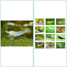 Crevette aquarium white d'occasion  Krautergersheim