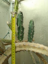 Eriocereus jusbertii. harrisia usato  Civitanova Marche