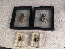 Display cases containing for sale Display cases containing for sale  WOLVERHAMPTON