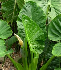 Alocasia macrorrhiza taro usato  Napoli