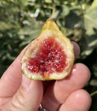 Fig trees cold for sale  Fresno