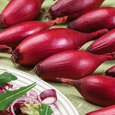 Seeds red shallot for sale  Los Angeles